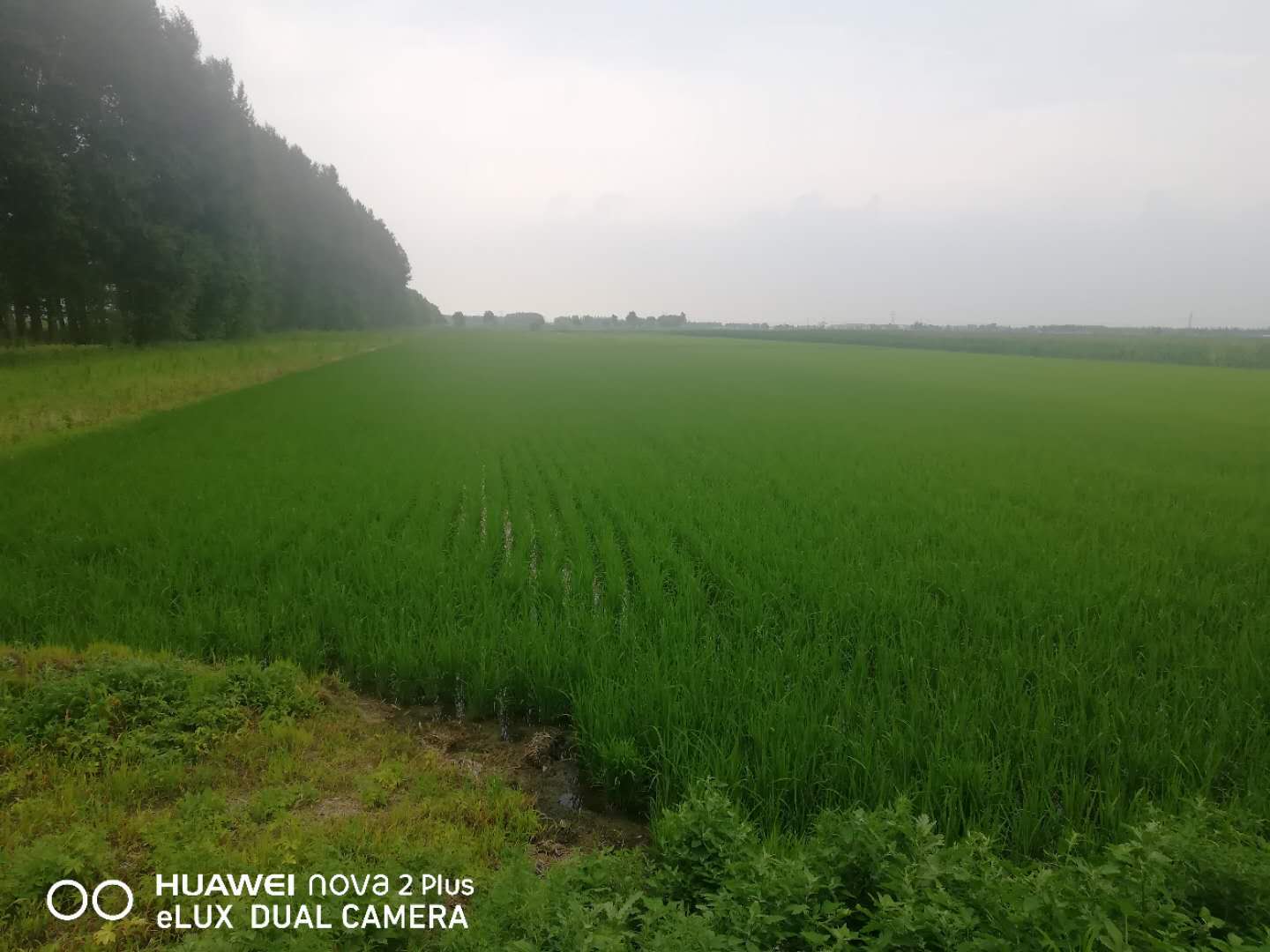 修複水稻田土壤污染