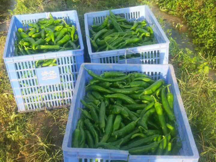 Bio1One 在辣椒園的應用效果