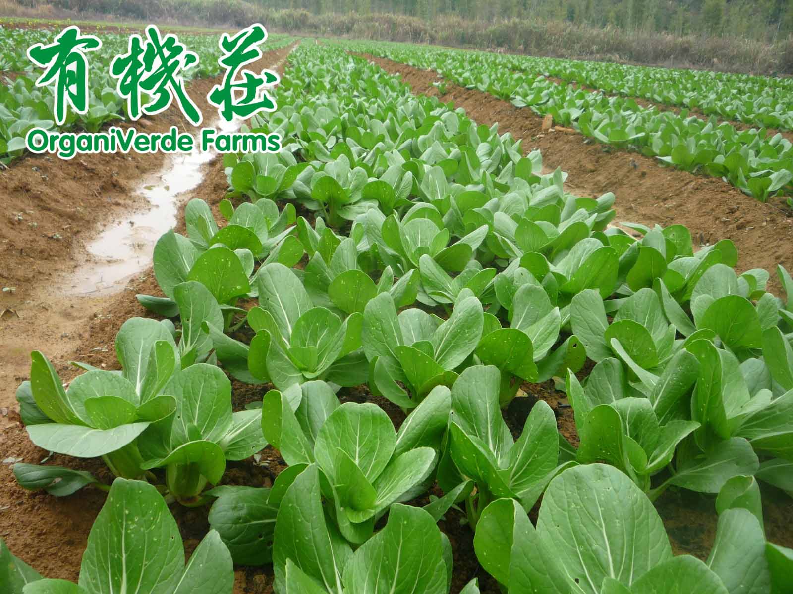 有機(jī)蔬菜食用更安全 但也不能否定普通蔬菜