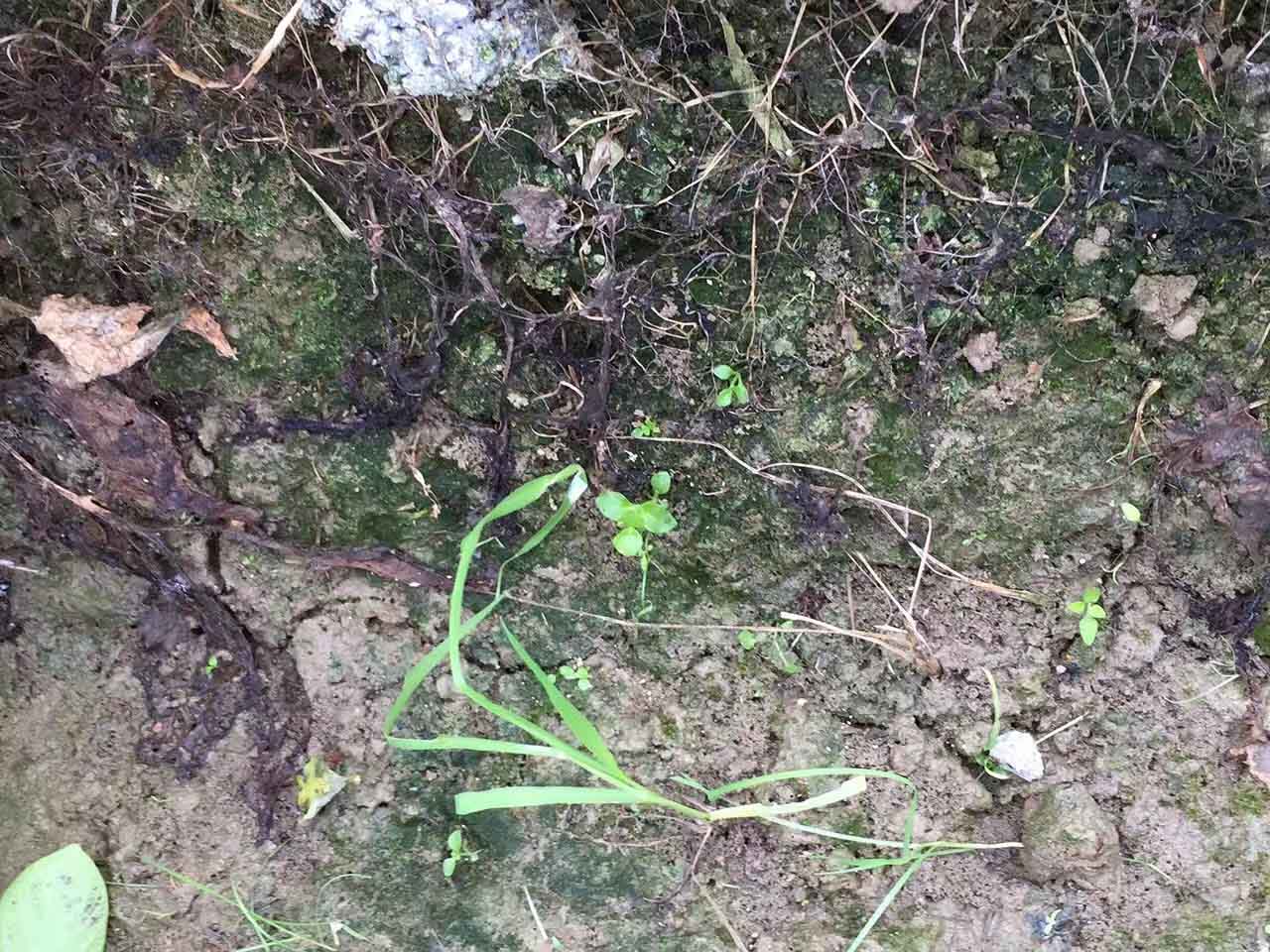 土壤酸化嚴重 代表呼籲盡快開展第三次土壤普查