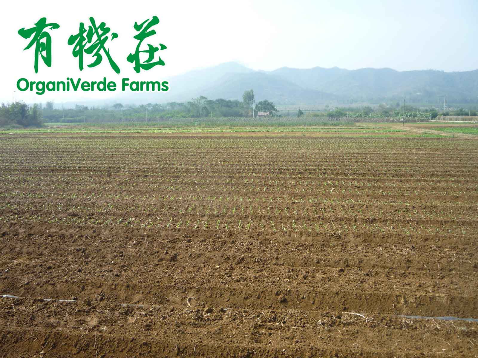 有機蔬菜允許使用的肥料