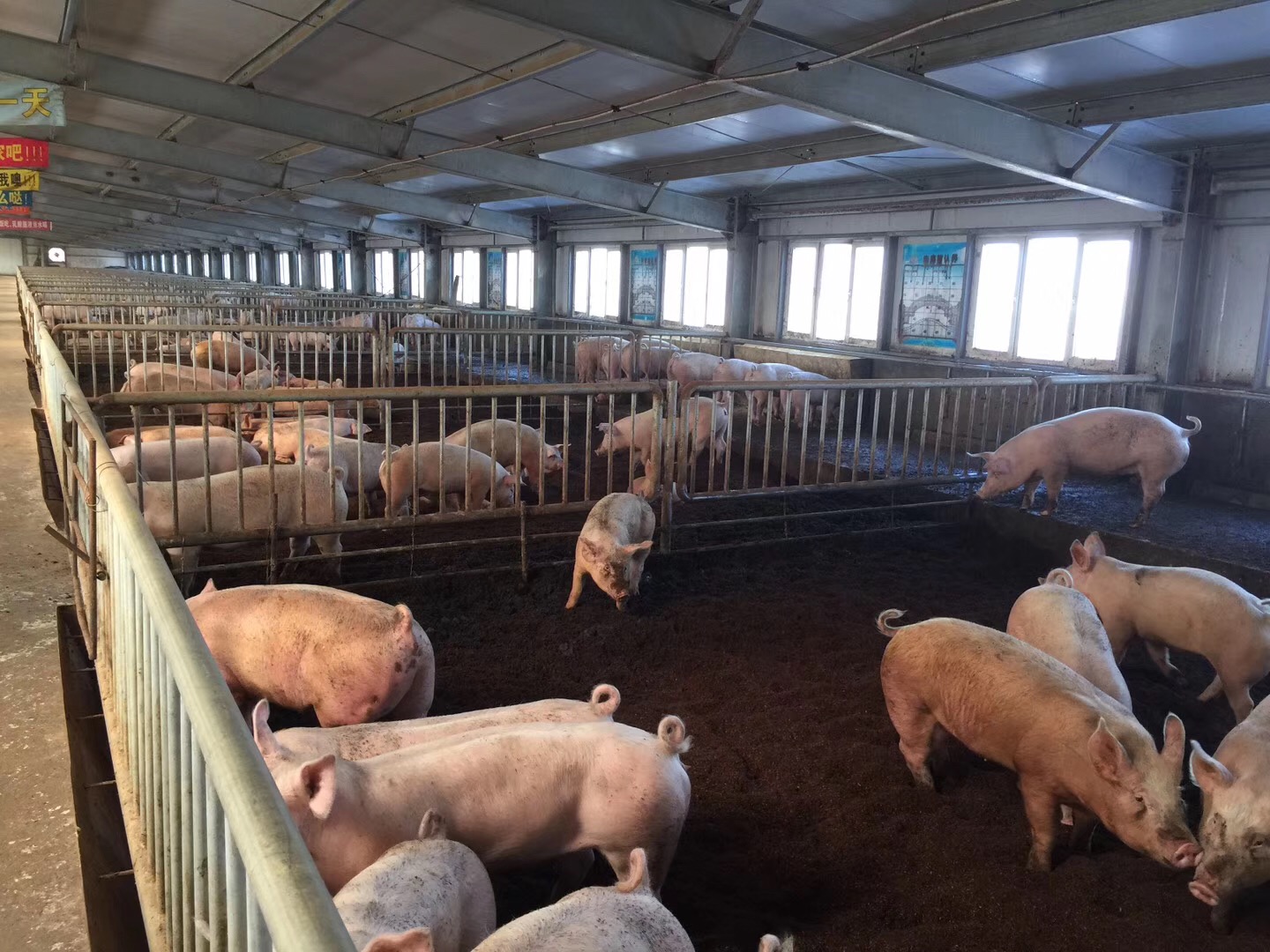 生态發酵墊床養豬技術運用介紹