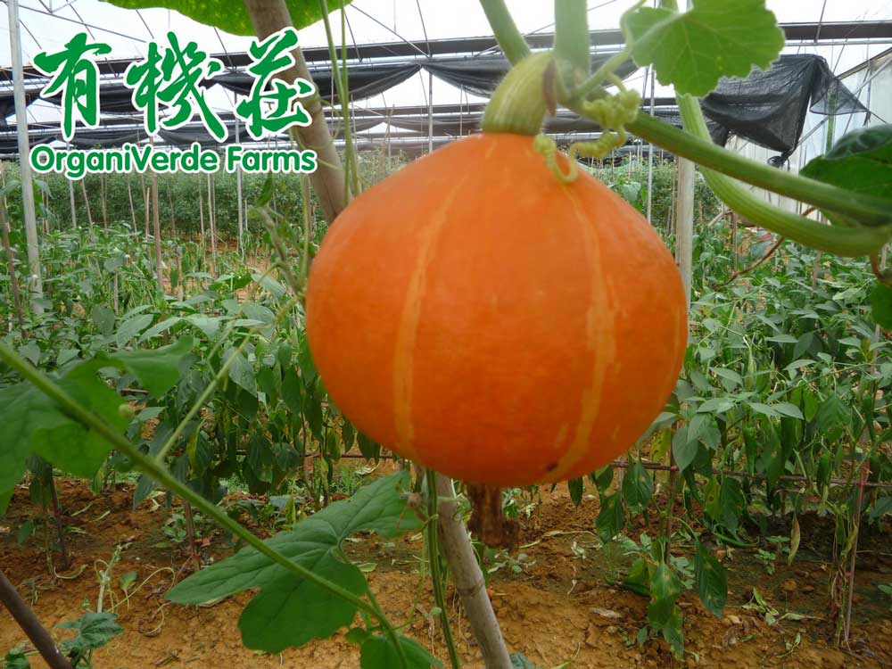 通過外觀和口感能識别出有機産品嗎？