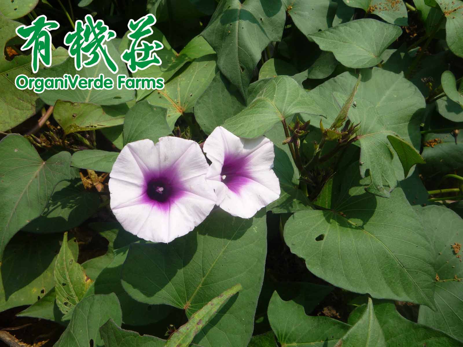 有機食品判斷标準和檢測技術