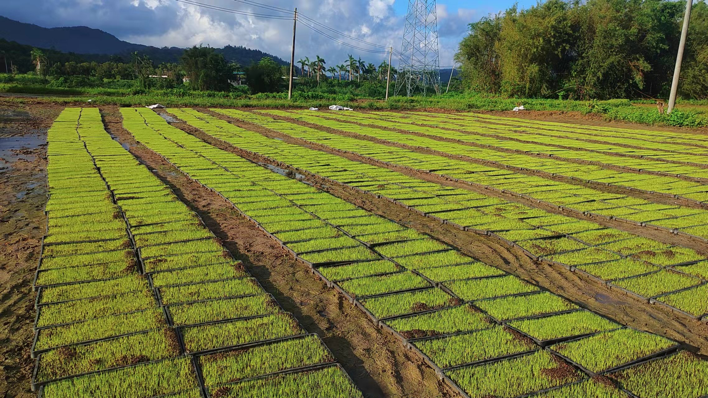 廣東陽春市石湖村墾造水稻田種植實驗報告