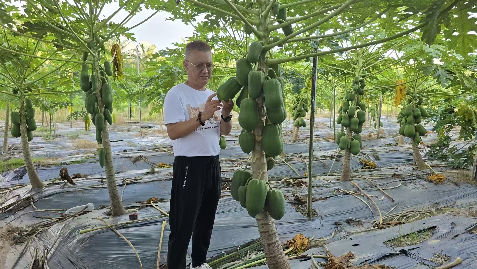 有機美林來璋勘察馬來西亞金馬倫多個農場，與農友們共同探讨土壤改良。