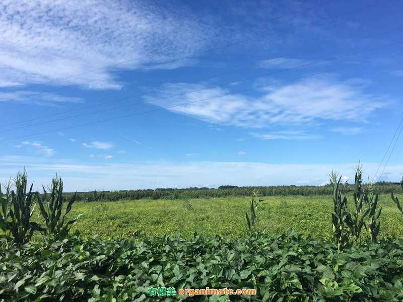 有機美與天津有機農場探讨生産種植與市場銷售
