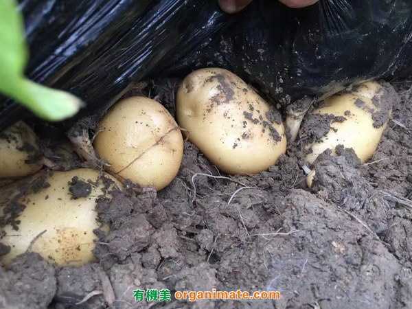 美國亞聯微生物菌劑Bio1One 在處理馬鈴薯瘡痂病的明顯效果